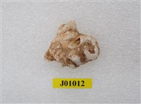 藏品(蟲管化石)的圖片